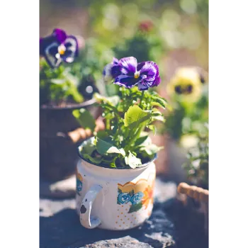 Natural Pansy Plant